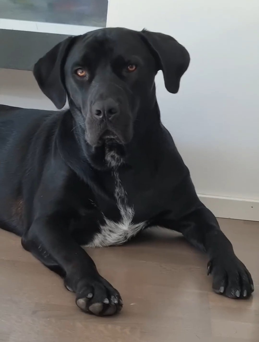 Rocco cane corso picture